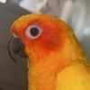 supersunconure